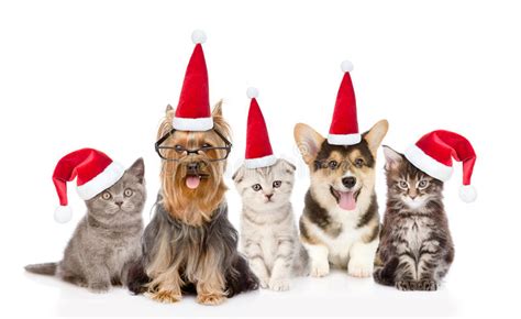 Group Cats And Dogs In Red Santa Hats Looking At Camera