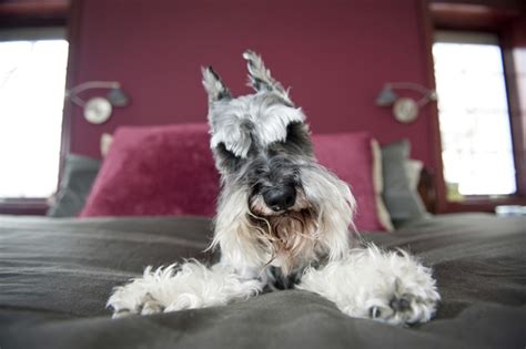 Science Confirms For Schnauzers Their Humans Are Their Parents