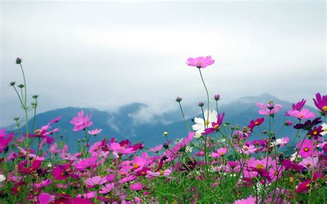 배경 화면 1920x1200px 구름 전지 꽃들 풍경 산들 자연 꽃잎 담홍색 식물 하늘 1920x1200