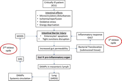 Pathophysiology Of Gut Origin Sepsis And Multiple Organ Dysfunction Download Scientific Diagram