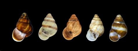 New Native Hawaiian Land Snail Species Discovered First In 60 Years