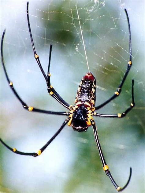 Spider Arachnology Photo 8572828 Fanpop