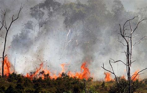 5 Kebakaran Hutan Terparah Di Indonesia Ada Faktor El Nino Dan Kemarau