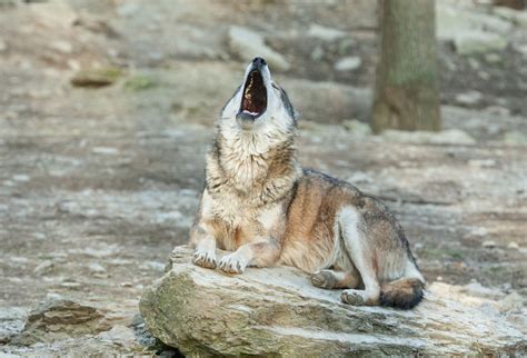 Where Do Wolves Live, You Wonder? Here's the Reality - Animal Sake