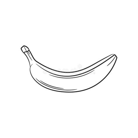 Banana Sketch Hand Drawn Fruit Illustration Stock Vector