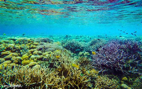 Download Koleksi Wallpaper Pemandangan Bawah Laut Underwater