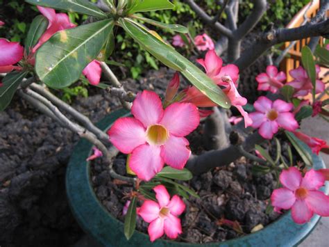 Desert Rose Adenium Obesum At Four Seasons Hualalai Big Flickr