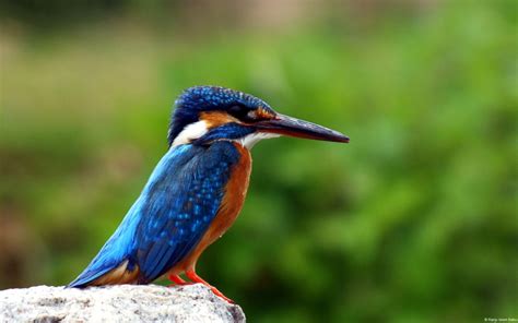 Kingfisher Wallpapers Wallpapers Hd