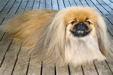 Pekingese Dog Breed History And Some Interesting Facts