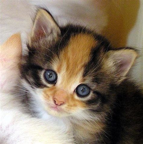 Calico Kitten Cute Cats And Kittens Kittens Cutest Cool Cats Gato