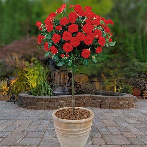 Pair Of Red Patio Standard Roses In 3l Pots
