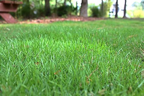 Geo Zoysia Carolina Turf