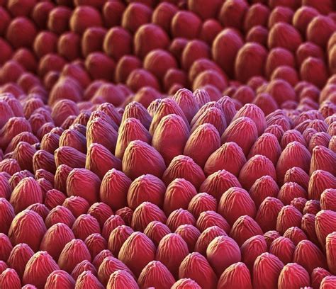 these flowers look bizarre and alien under a microscope plant science science and nature