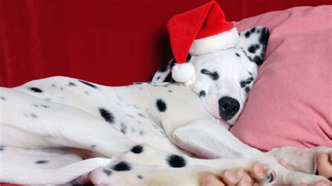 Download and use 40,000+ christmas dog stock photos for free. Christmas Dog Wallpaper ·① WallpaperTag