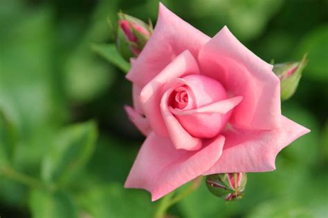 红玫瑰花语是什么红玫瑰花语粉玫瑰花语是什么淘宝助理