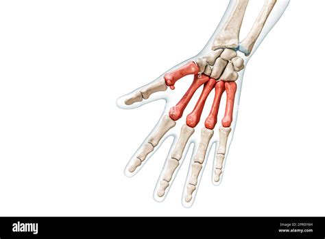 Metacarpal Bones In Red Color With Body 3d Rendering Illustration