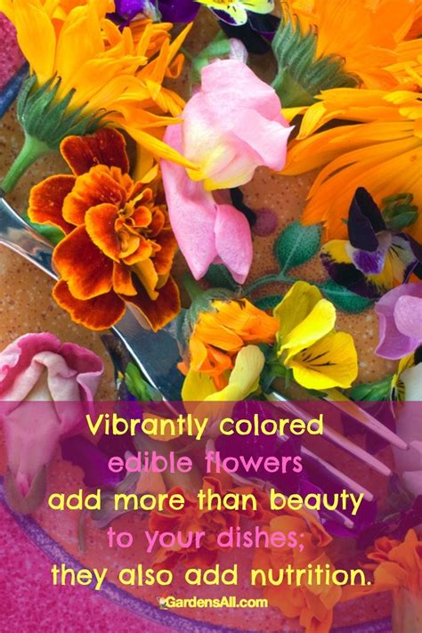 We did not find results for: Edible-Flowers-beauty-nutrition | GardensAll