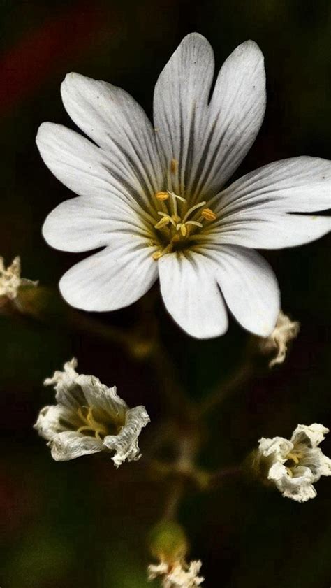Nature Dark White Bloomy Flower Plant Macro Iphone Wallpapers Free Download
