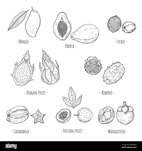 Conjunto De Frutas Tropicales Ilustraciones De Dibujos Animados