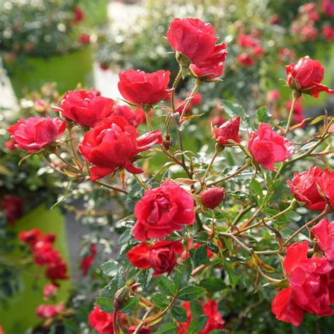 3 Gal Red Drift Rose Bush Elegant Petite Blooms