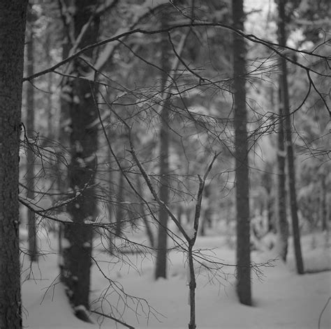 Img865 Snowy Woods Owls Head Maine February 2016 Rollei Flickr