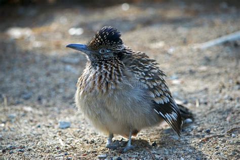 Brown Fluffy Bird With White Spots Standing On The Ground Stock Image