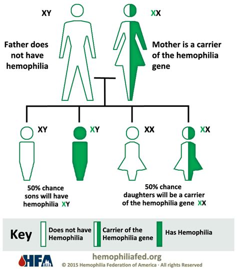 These genes are normally found on the y chromosome (the y chromosome pretty much carries just these genes and very little else), but. What is a Bleeding Disorder? - Hemophilia Federation of ...