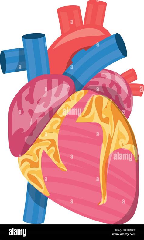 Human Heart Symbol Stock Vector Image And Art Alamy