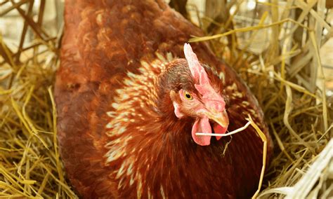 Do Chickens Make Nests A Laying Hens Habits Backyard Farm Life