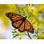 Monarch Butterfly  Birds And Blooms