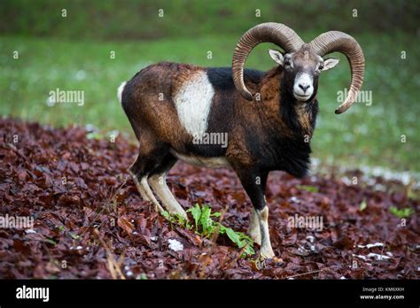 European Mouflon Ram Ovis Gmelini Musimon Winter Coat Cap Stock