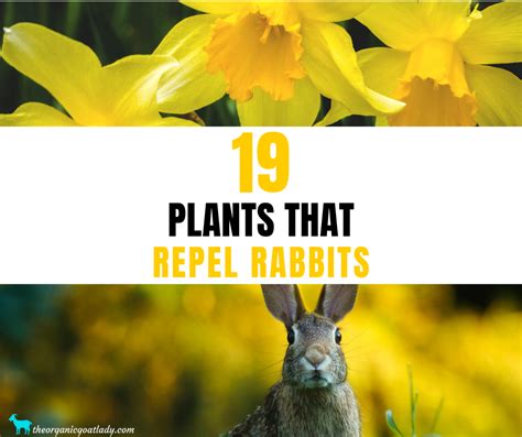 19 Plants That Repel Rabbits The Organic Goat Lady