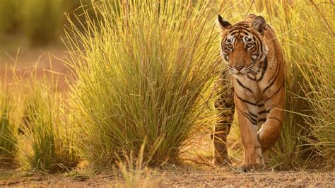 Beginners Guide To Pench National Park