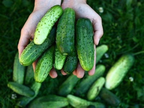 Types Of Cucumbers Complete List And Guide 2023 Northern Nester