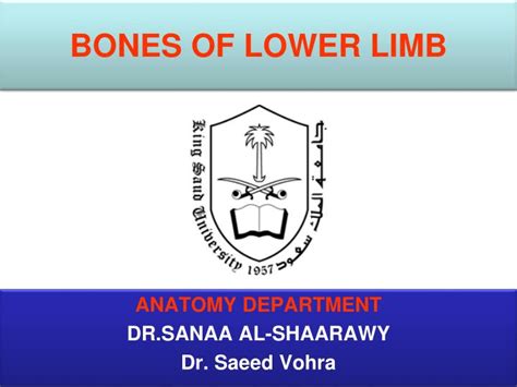 Ppt Bones Of Lower Limb Powerpoint Presentation Free Download Id