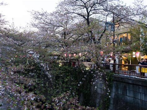 Last Cherry Blossoms Of The Season On Meguro River A Popular Sakura