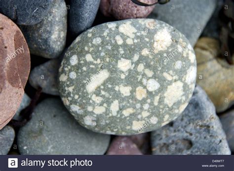 A Round Speckled Grey Beach Stone On Campobello Island Stock Image