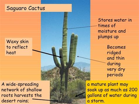 How Cactus Adapted To Survive In Desert So How Do Cacti That Live In