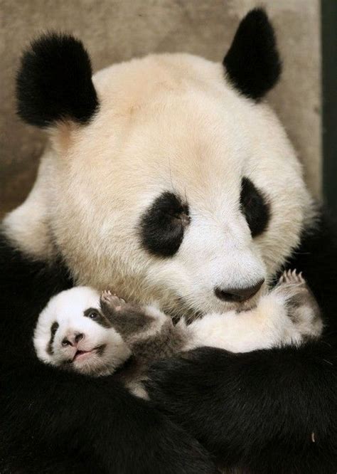 Mama And Baby Panda Animals Pinterest