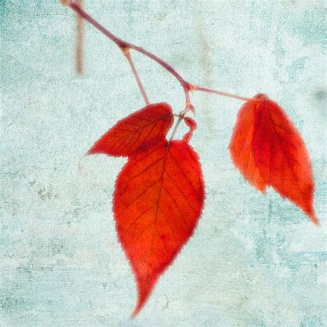 The Last Leaves Art Print By Robert Cadloff King And Mcgaw