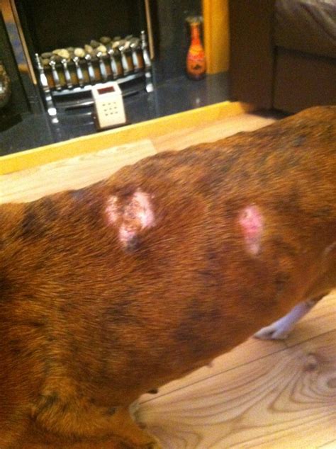 Serious Skin Condition Boxer Forum Boxer Breed Dog Forums