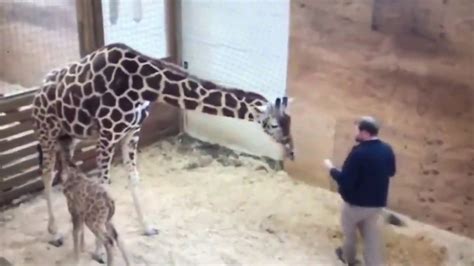 April The Giraffe Protects Baby Kicks Vet In The No No Square