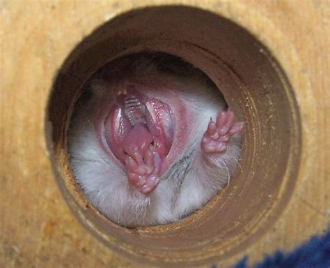 Weil wenn dass ab wann von dem obwohl ob die. Verständigung mit und unter Hamstern - hamsterseiten.de