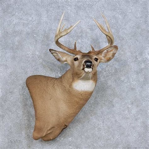 Whitetail Deer Wall Pedestal Mount For Sale 14104 The