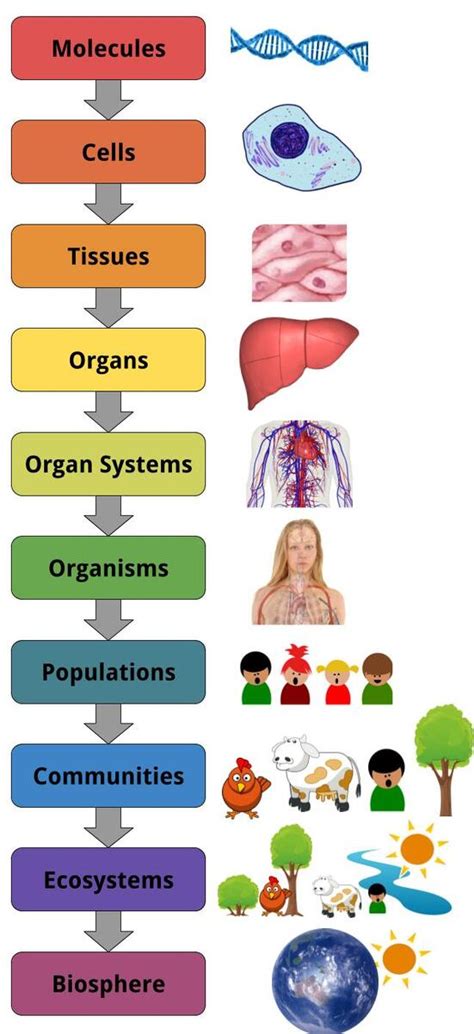 Levels Of Organization Of Living Things Biology For M