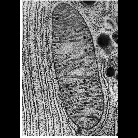 Animal Cells Under Light Microscope Micropedia
