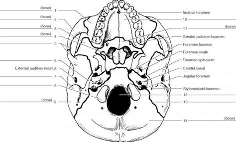 Anatomical structures of the skull include: Skull Anatomy Labeling - Human Anatomy - GUWS Medical