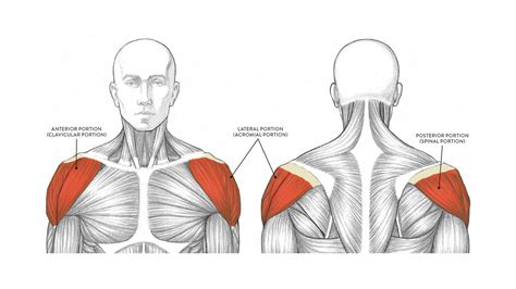 Anterior Triangle Of The Neck Deltoid Muscle Head And