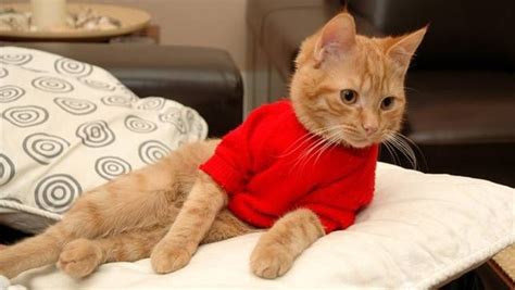 25 Photos Of Pets In Sweaters To Make You All Warm And Fuzzy Pets