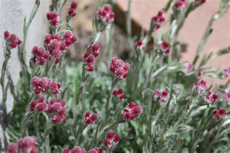 20 RED PUSSYTOES Pink RedTinted Antennaria Dioica Rubra Everlasting